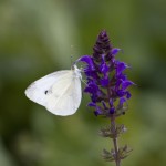 White cabbage butterfly 2
